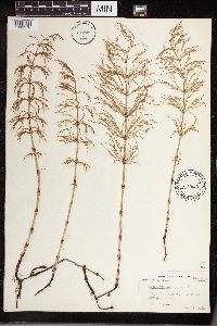Equisetum sylvaticum image