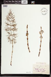 Equisetum sylvaticum image