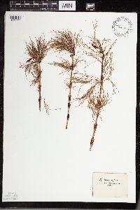 Equisetum sylvaticum image
