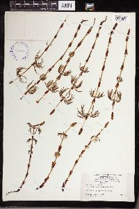 Equisetum sylvaticum image