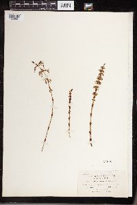 Equisetum sylvaticum image