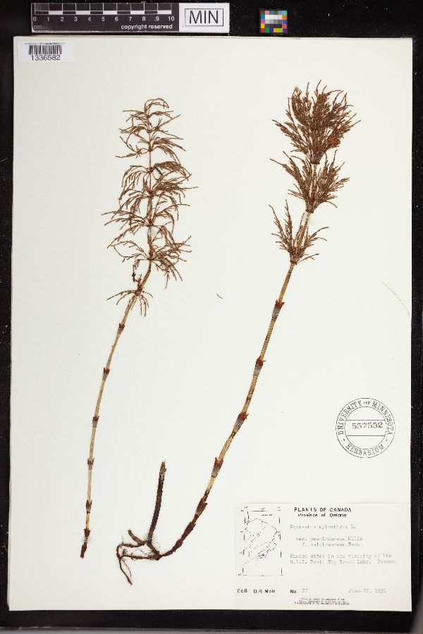 Equisetum sylvaticum image