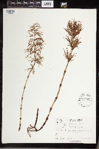 Equisetum sylvaticum image