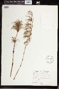 Equisetum sylvaticum image