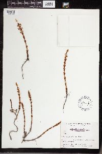 Equisetum sylvaticum image