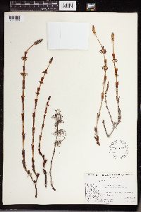 Equisetum sylvaticum image
