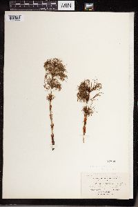 Equisetum sylvaticum image