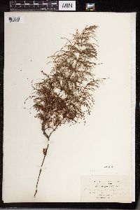 Equisetum sylvaticum image