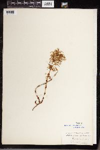 Equisetum sylvaticum image