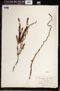 Equisetum sylvaticum image
