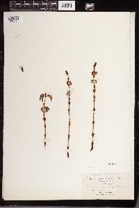 Equisetum sylvaticum image