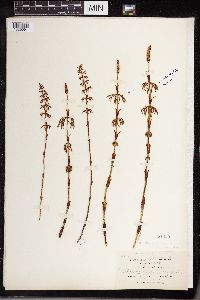 Equisetum sylvaticum image