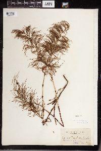 Equisetum sylvaticum image