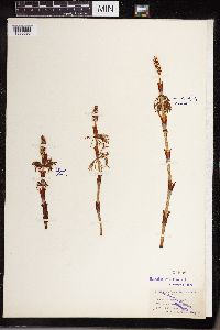 Equisetum sylvaticum image