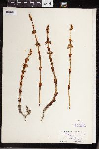 Equisetum sylvaticum image