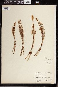 Equisetum sylvaticum image