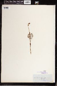 Equisetum sylvaticum image