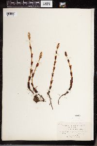 Equisetum sylvaticum image