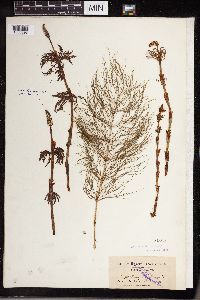 Equisetum sylvaticum image