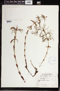 Equisetum sylvaticum image