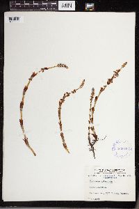 Equisetum sylvaticum image