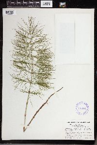 Equisetum sylvaticum image