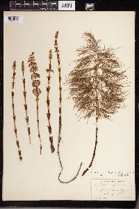 Equisetum sylvaticum image