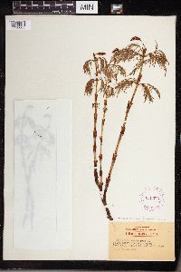 Equisetum sylvaticum image