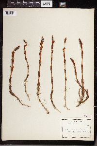Equisetum sylvaticum image