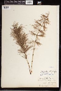 Equisetum sylvaticum image