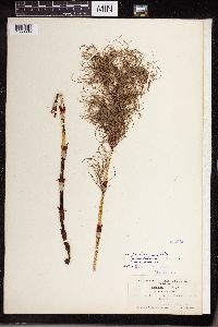 Equisetum sylvaticum image