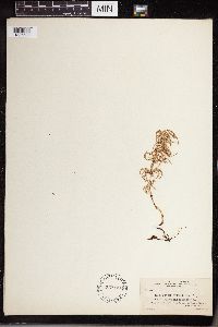 Equisetum sylvaticum image