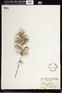 Equisetum sylvaticum image