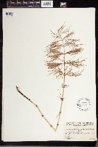 Equisetum sylvaticum image