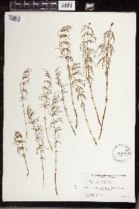 Equisetum sylvaticum image