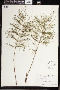 Equisetum sylvaticum image
