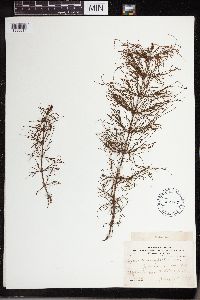 Equisetum sylvaticum image