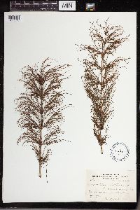 Equisetum sylvaticum image