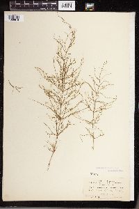 Equisetum sylvaticum image
