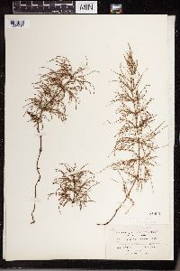 Equisetum sylvaticum image