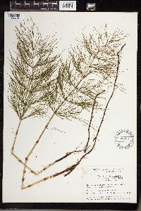 Equisetum sylvaticum image