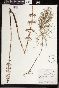 Equisetum sylvaticum image