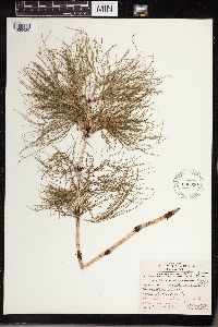 Equisetum sylvaticum image