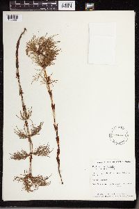 Equisetum sylvaticum image