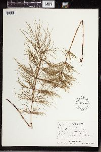 Equisetum sylvaticum image