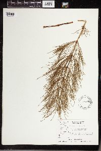 Equisetum sylvaticum image