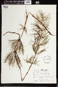 Equisetum sylvaticum image