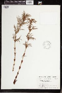 Equisetum sylvaticum image