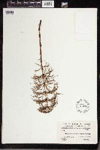 Equisetum sylvaticum image