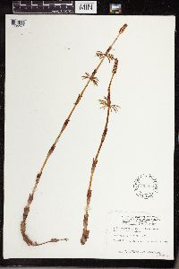 Equisetum sylvaticum image